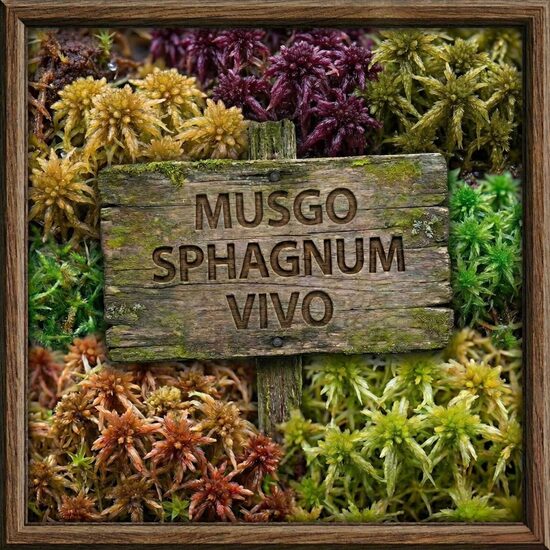 Musgo sphagnum vivo